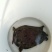 纯野生甲鱼