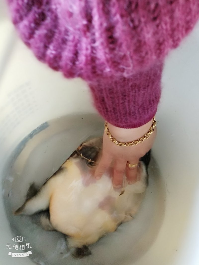 纯野生甲鱼