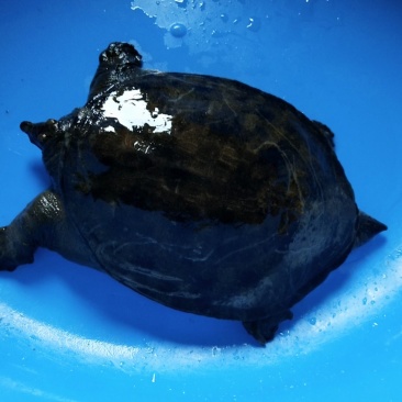 纯野生甲鱼
