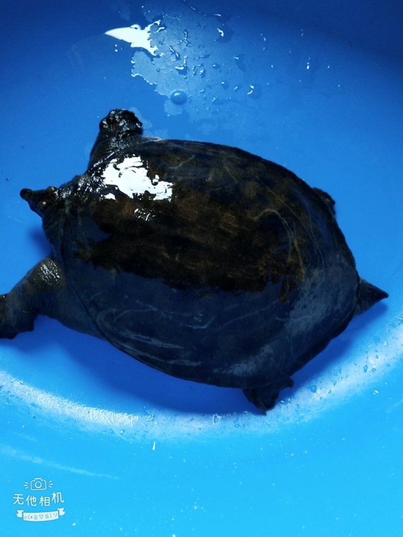 纯野生甲鱼