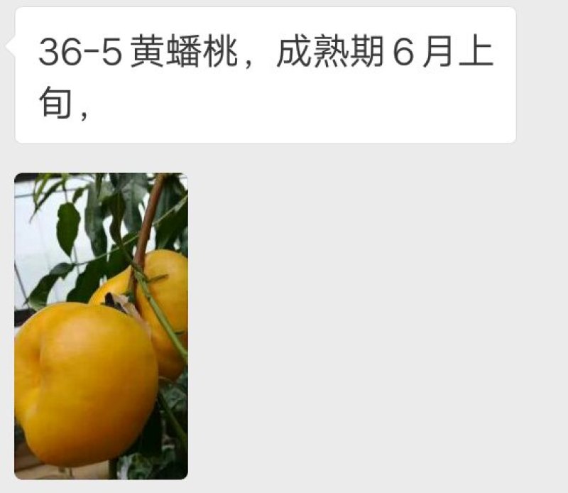 桃树苗，毛桃苗，占地桃树