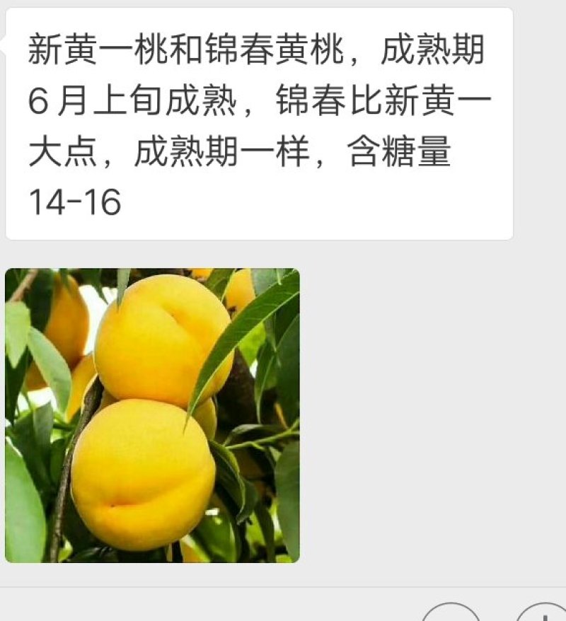 桃树苗，毛桃苗，占地桃树