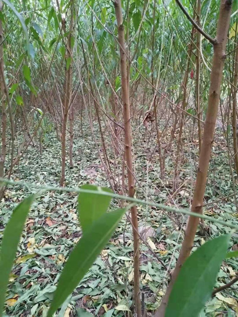 桃树苗，毛桃苗，占地桃树