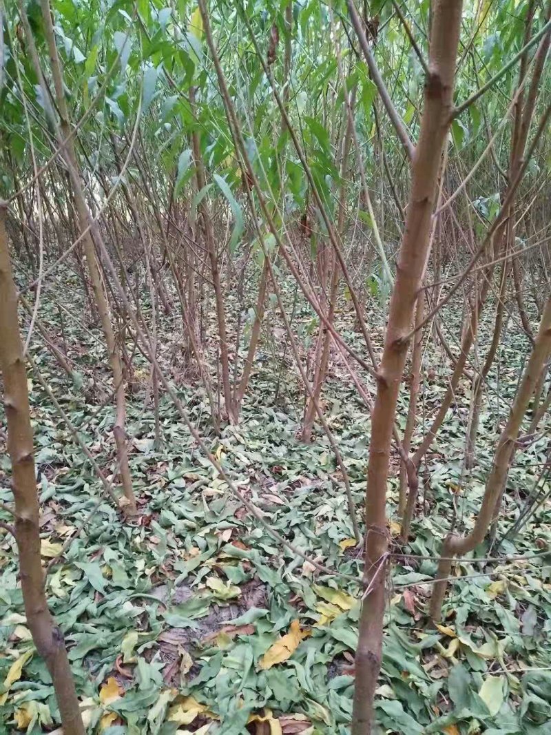 桃树苗，毛桃苗，占地桃树