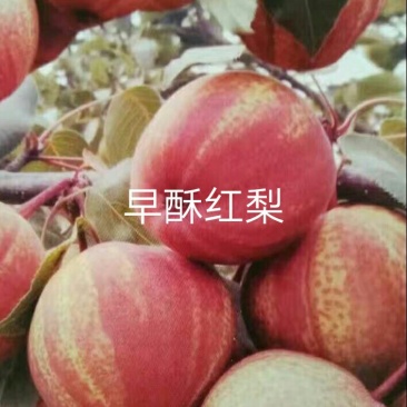 早酥红梨苗，金顶谢花酥梨，晚秋梨，……
