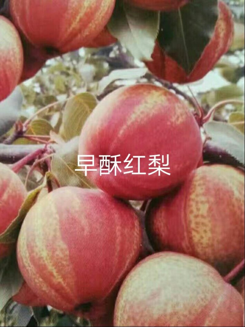 早酥红梨苗，金顶谢花酥梨，晚秋梨，……