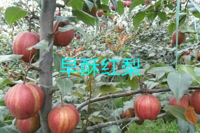 早酥红梨苗，金顶谢花酥梨，晚秋梨，……