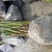 水葱莎草匍匐根状茎粗壮具许多须根秆高大圆柱状