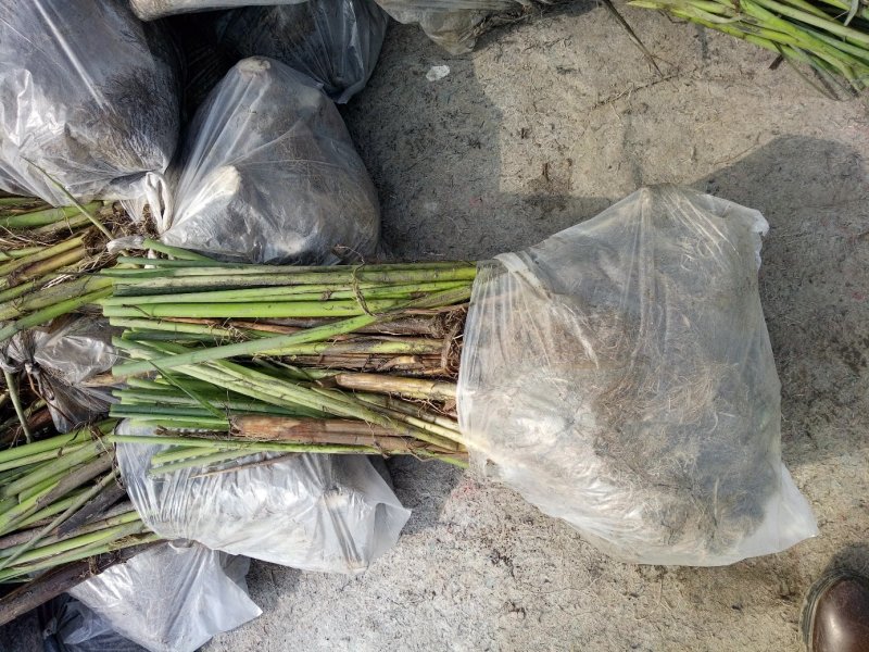 水葱莎草匍匐根状茎粗壮具许多须根秆高大圆柱状