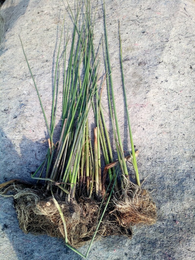 水葱莎草匍匐根状茎粗壮具许多须根秆高大圆柱状