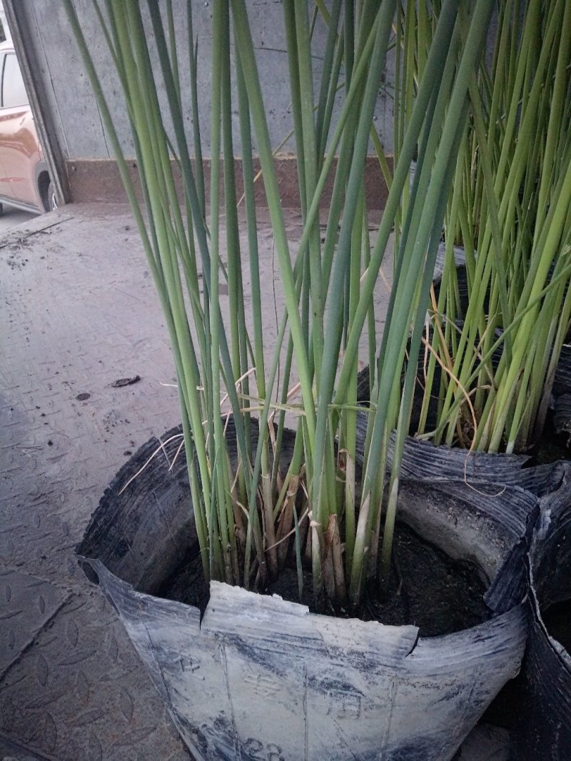 水葱莎草匍匐根状茎粗壮具许多须根秆高大圆柱状