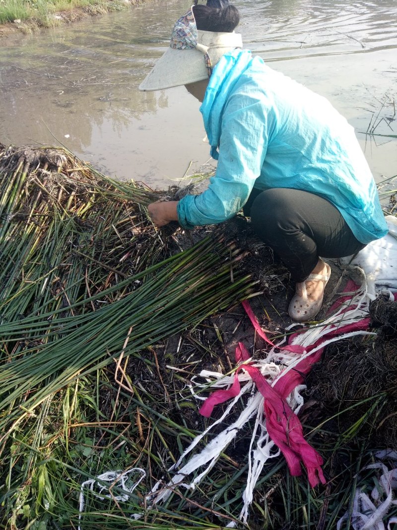 水葱莎草匍匐根状茎粗壮具许多须根秆高大圆柱状