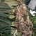 水葱莎草匍匐根状茎粗壮具许多须根秆高大圆柱状
