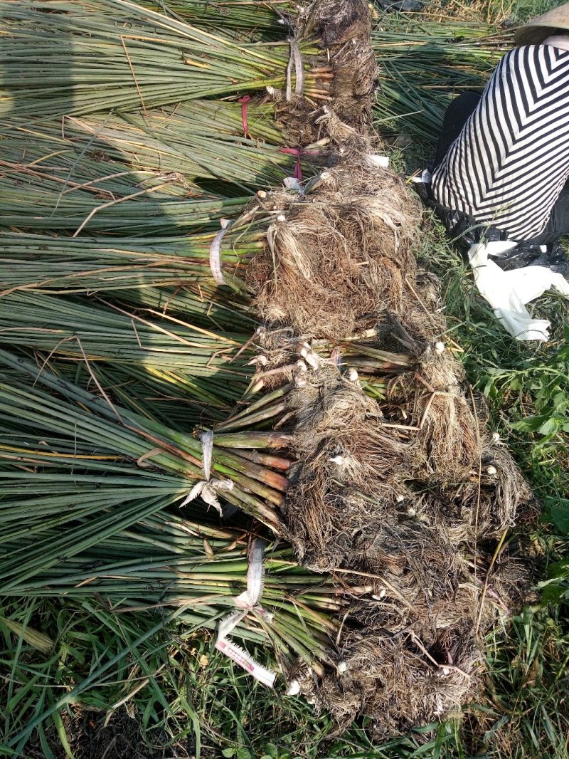水葱莎草匍匐根状茎粗壮具许多须根秆高大圆柱状