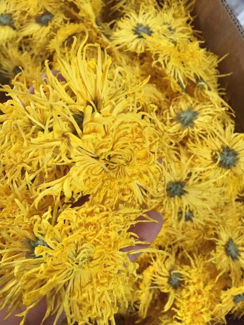 金丝皇菊、贵安尚菊、皇菊、贡菊一朵一杯