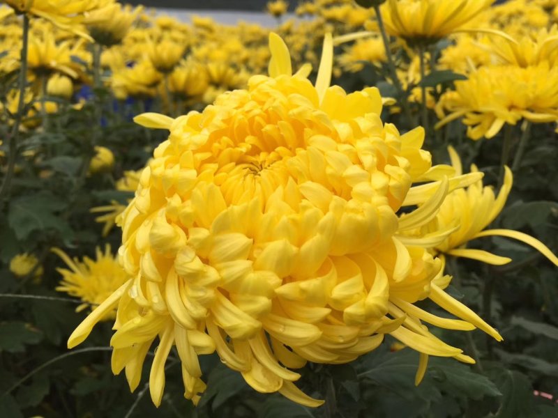 金丝皇菊、贵安尚菊、皇菊、贡菊一朵一杯