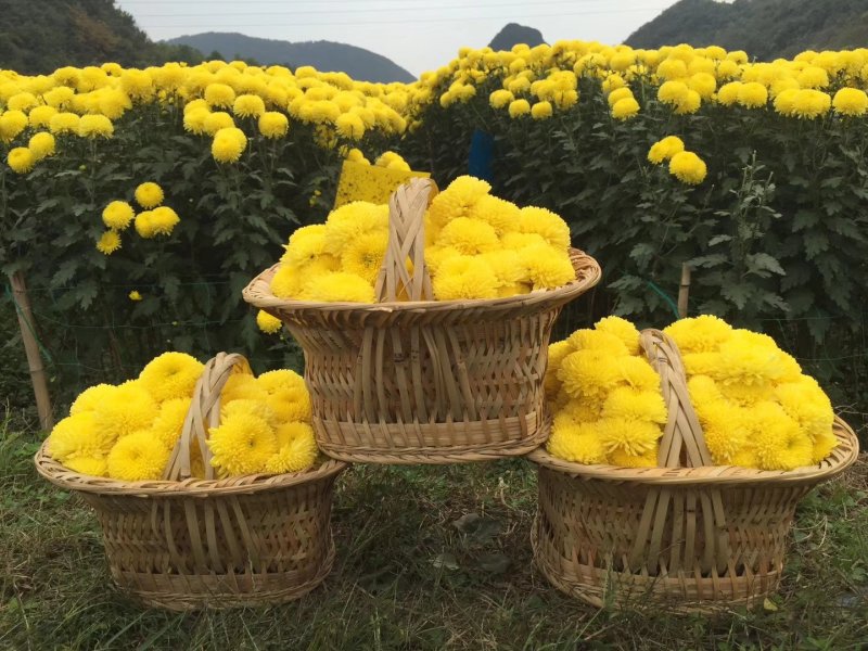 金丝皇菊、贵安尚菊、皇菊、贡菊一朵一杯