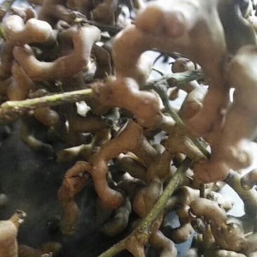 纯粮酒