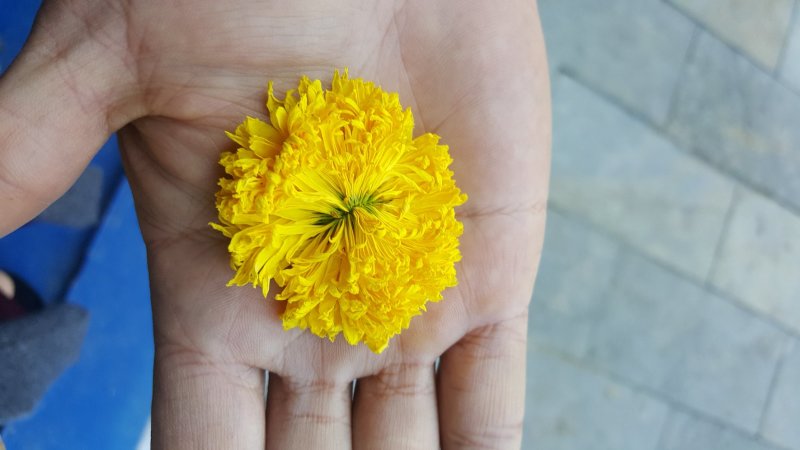 金丝皇菊、贵安尚菊、皇菊、贡菊一朵一杯