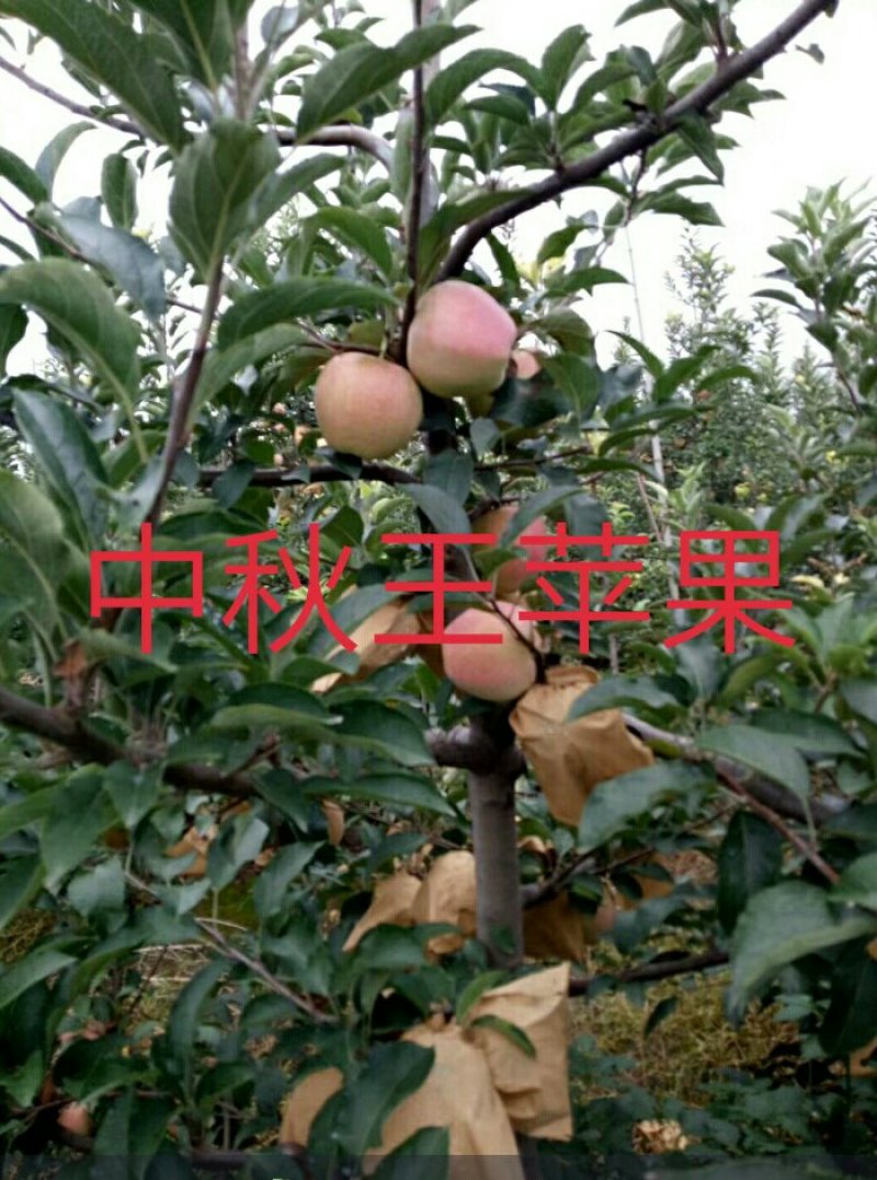 供应有货苹果苗，中秋王，红富士，烟富8，红肉等苹果苗