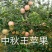 供应有货苹果苗，中秋王，红富士，烟富8，红肉等苹果苗