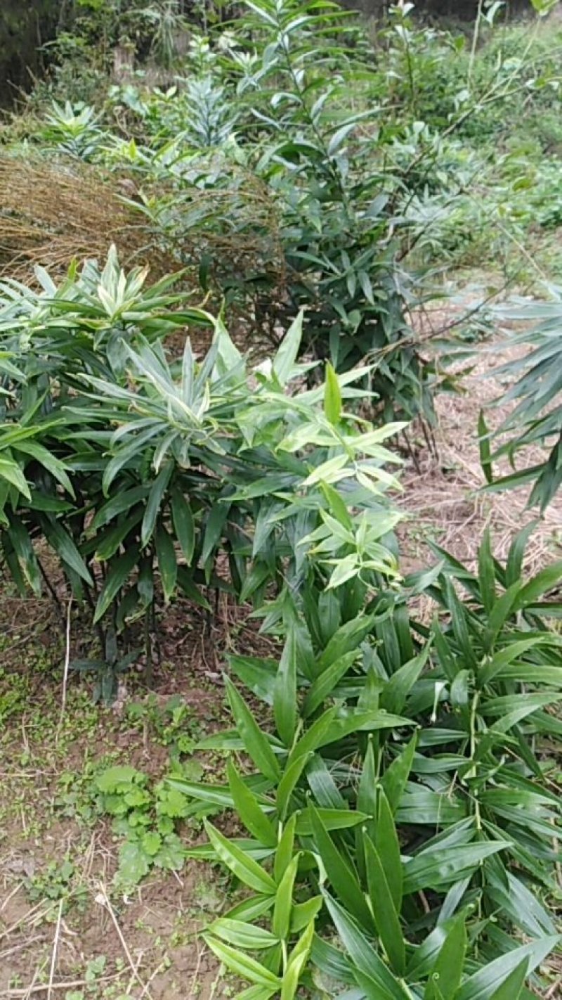 黄精种苗
