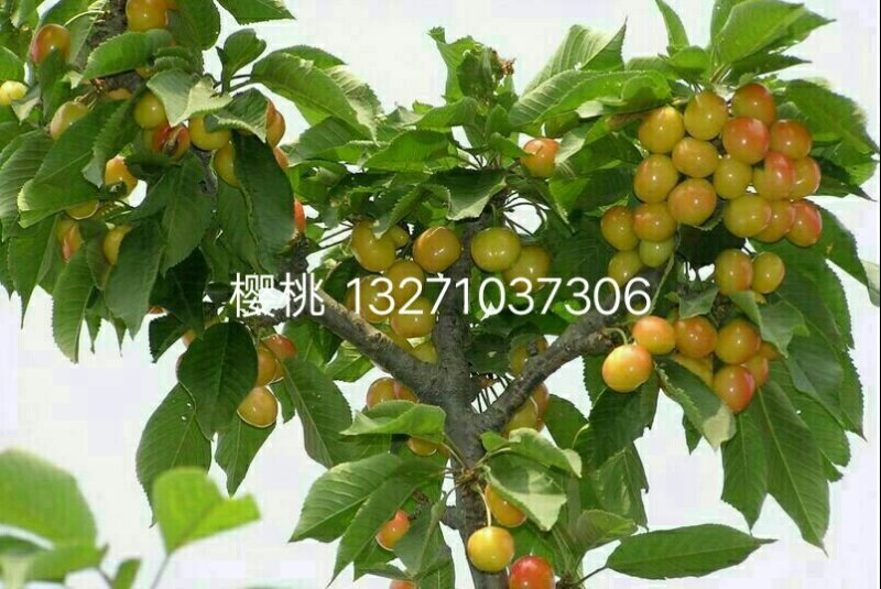 樱桃树苗2年80cm以上