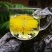 菊花茶