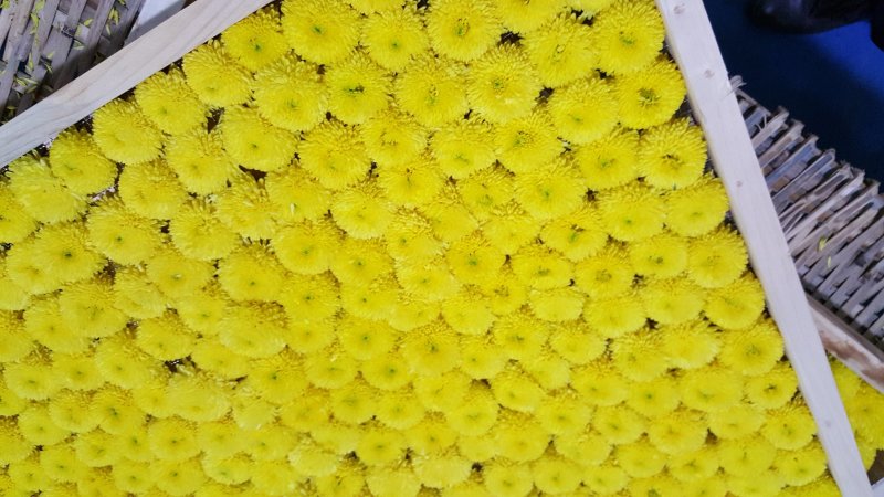 菊花茶