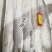 刀鱼