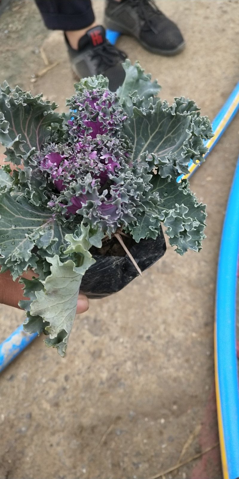 羽衣甘蓝