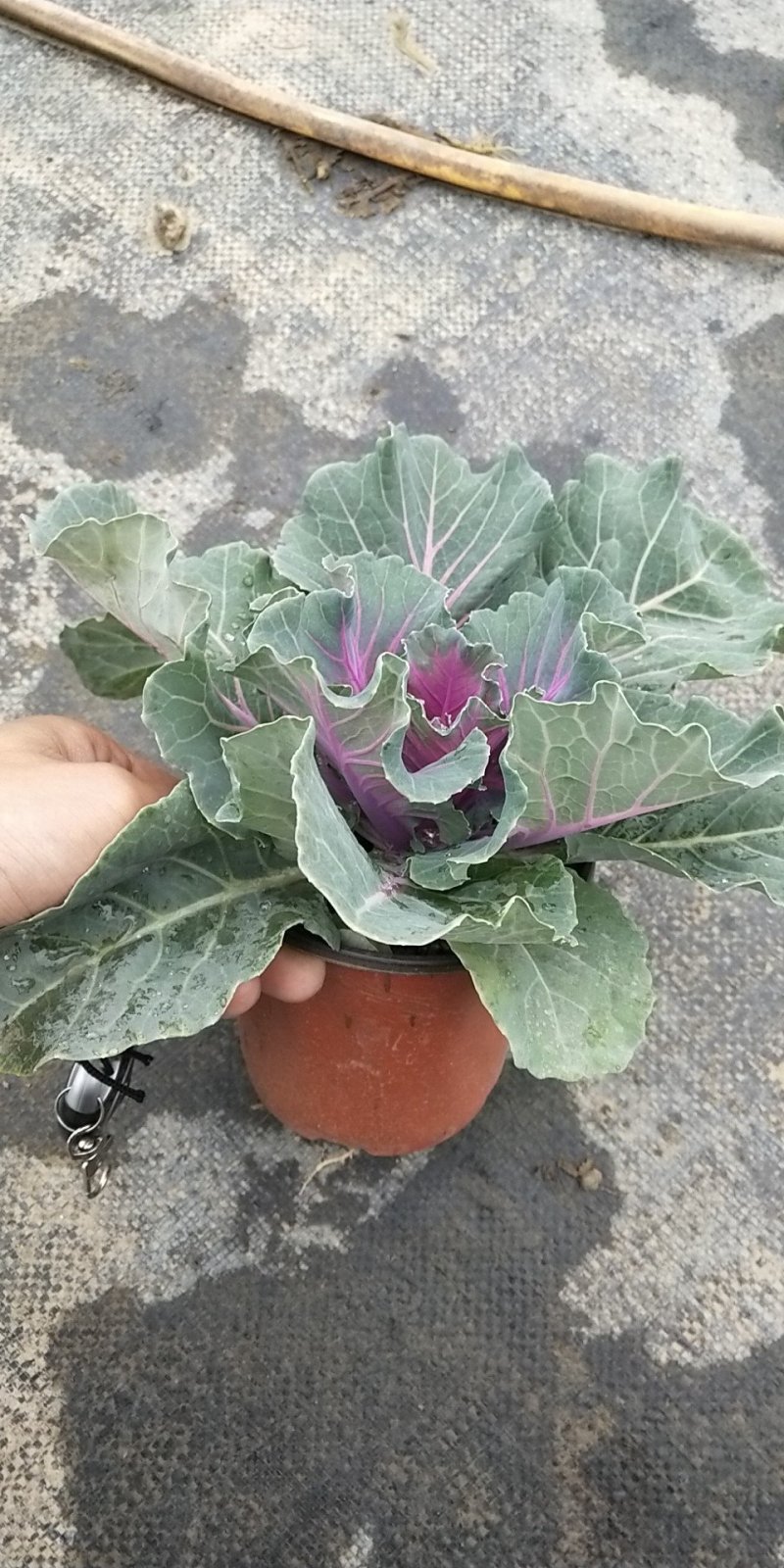 羽衣甘蓝