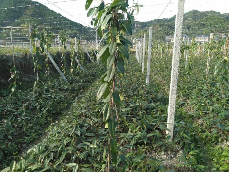 紫宝二号八月果种子八月炸三叶木通