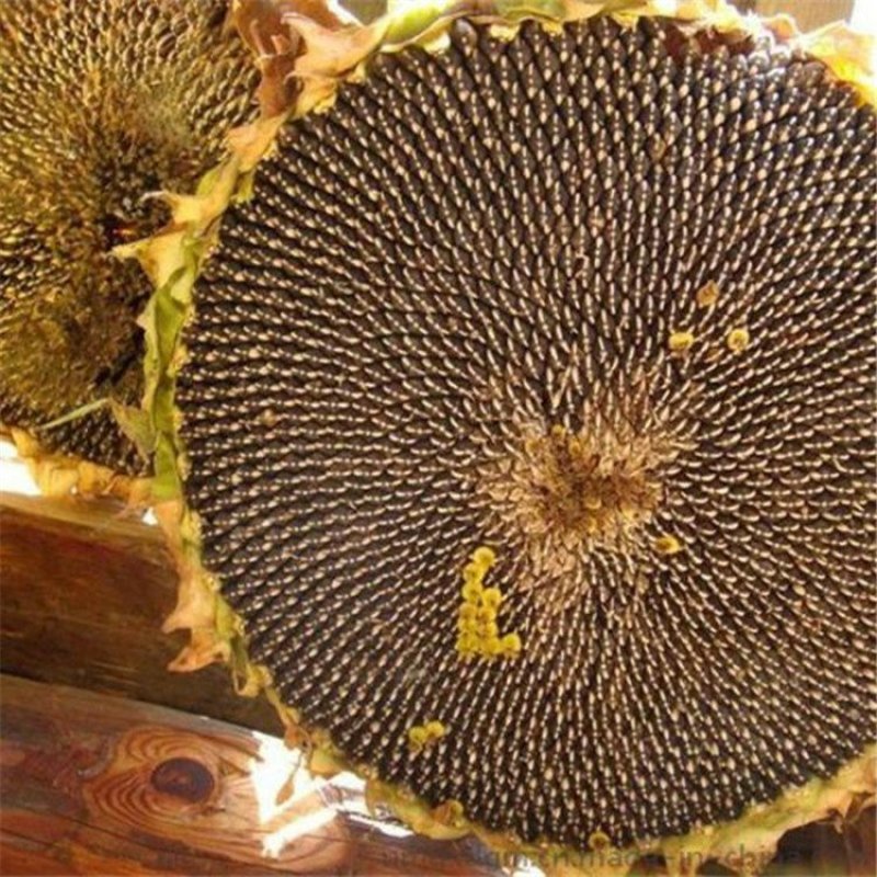 大型磨盘向日葵种子向日葵造景大田