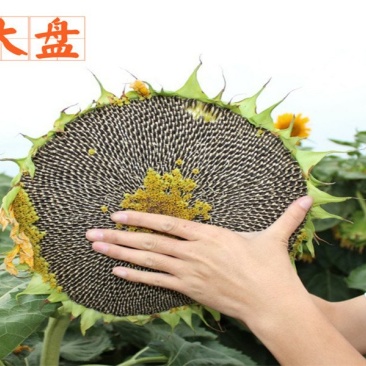 大型磨盘向日葵种子向日葵造景大田