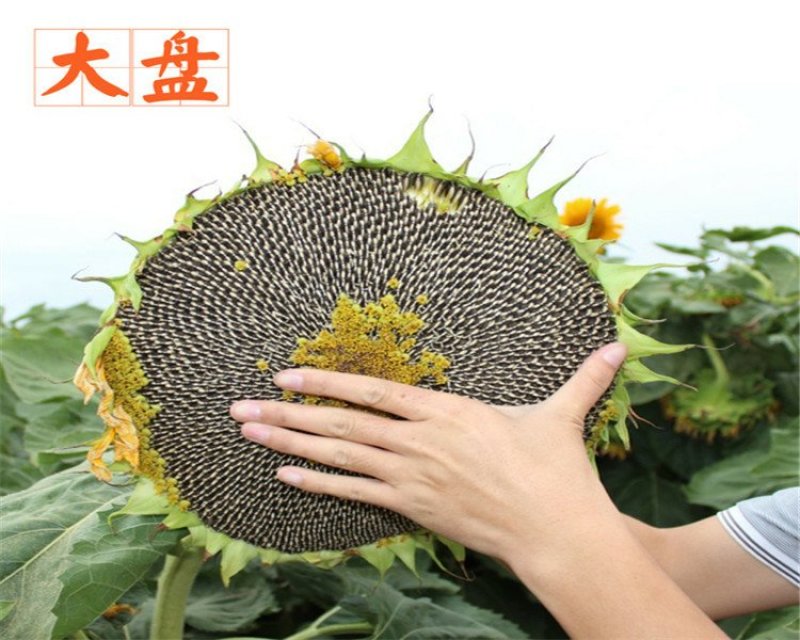 大型磨盘向日葵种子向日葵造景大田