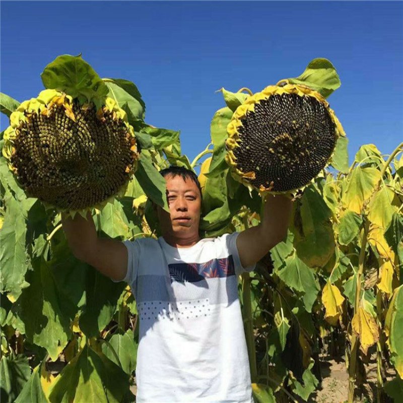 大型磨盘向日葵种子向日葵造景大田