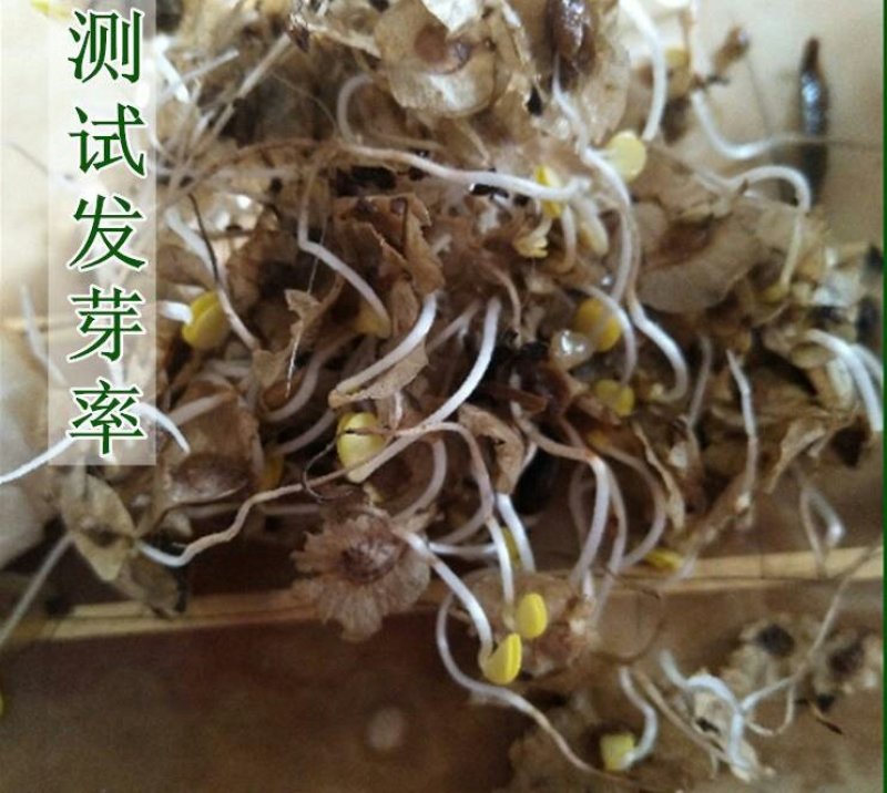 白榆榆树种子