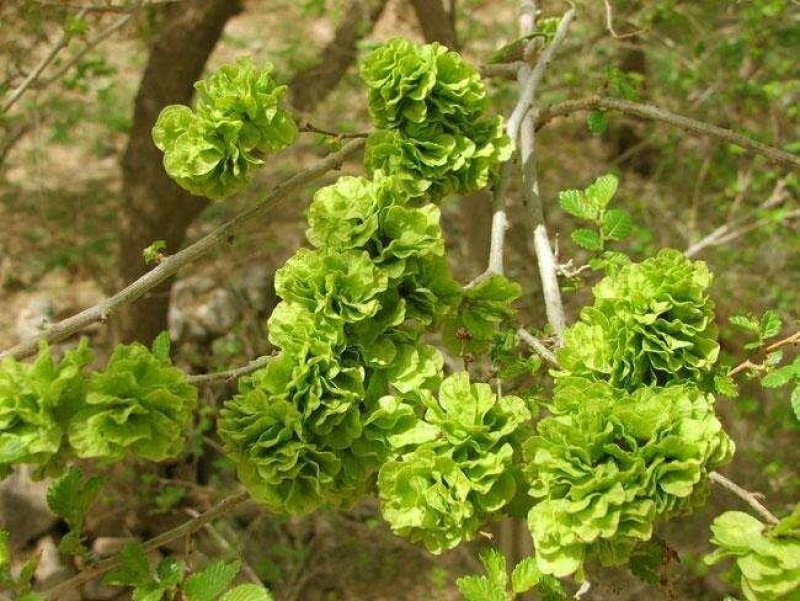 白榆榆树种子