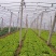 生菜大规模大棚生菜