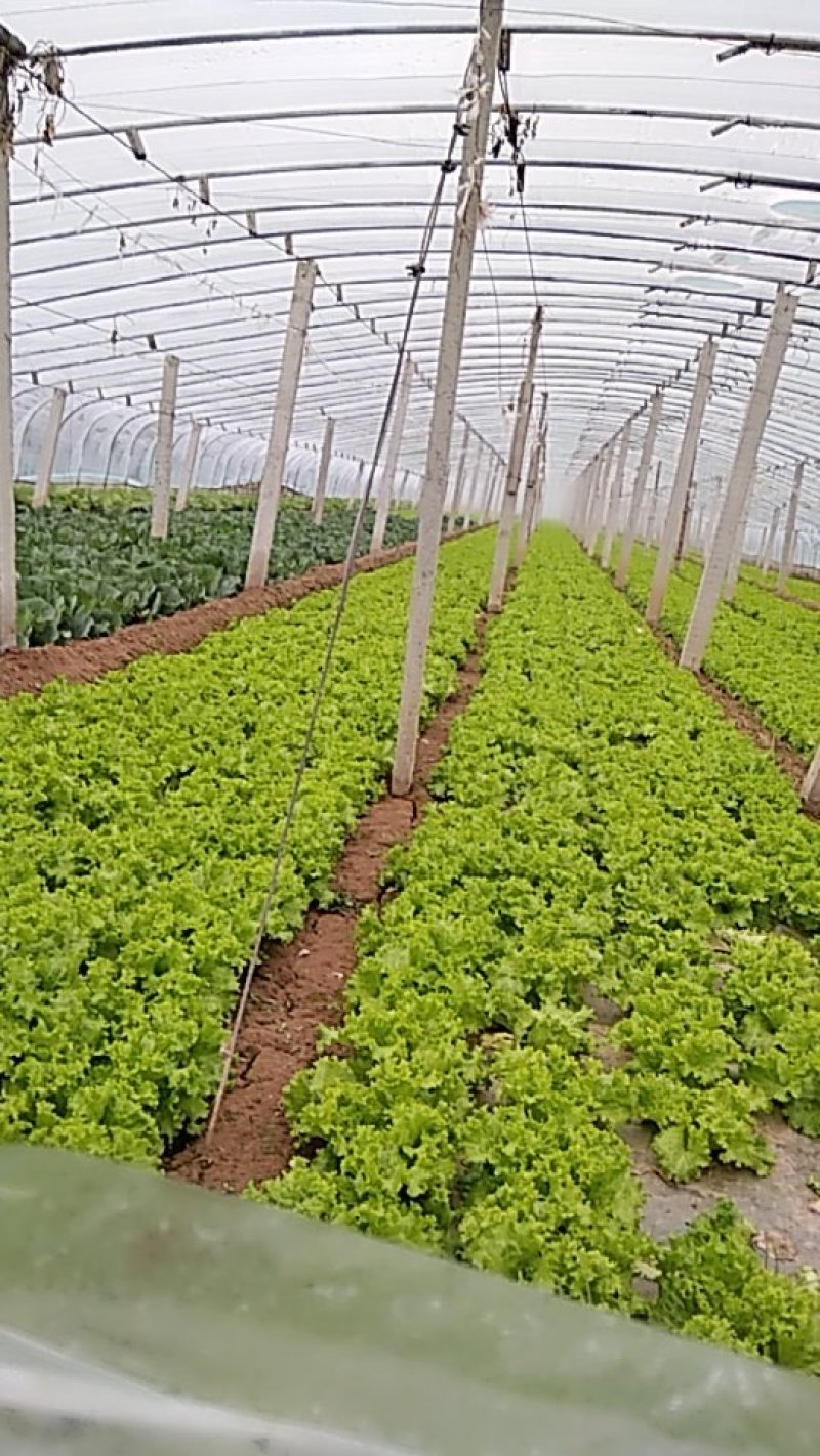 生菜大规模大棚生菜