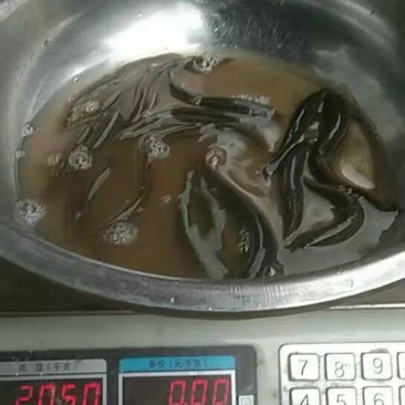 台湾青泥鳅
