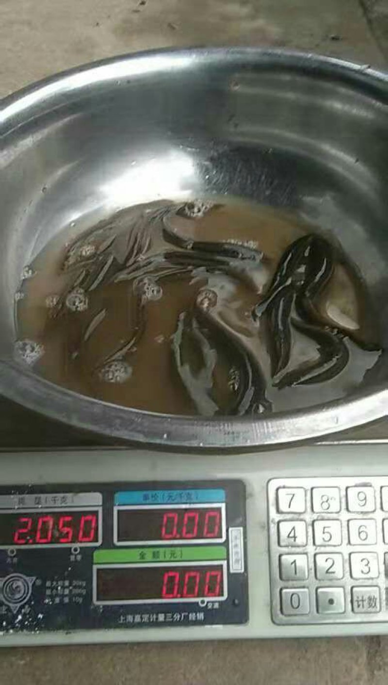 台湾青泥鳅