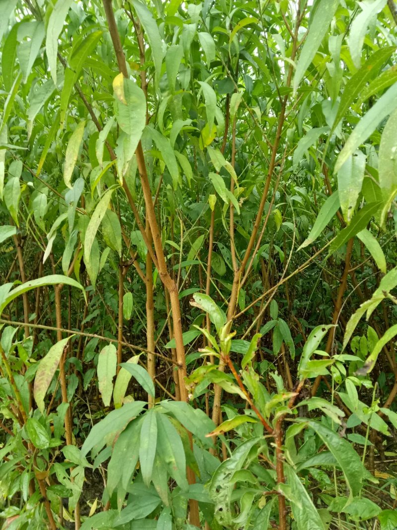 艳红桃苗:果大味甜耐收藏，保证品种纯正，可鉴合同