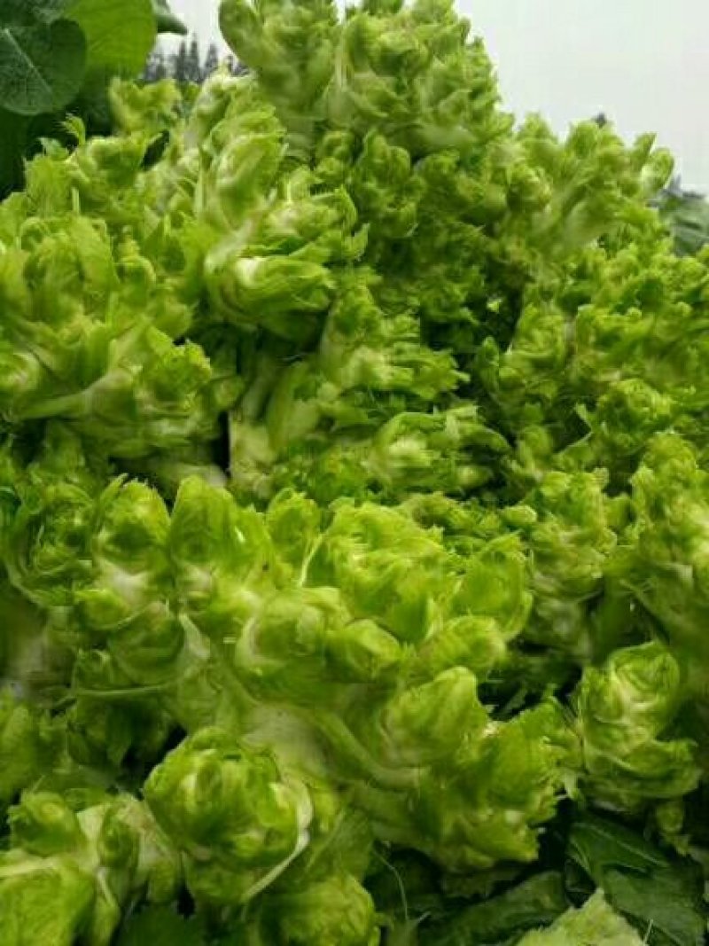 金品儿菜，长期供货