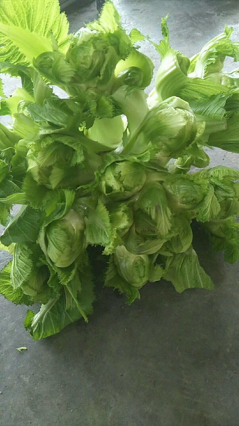 金品儿菜，长期供货