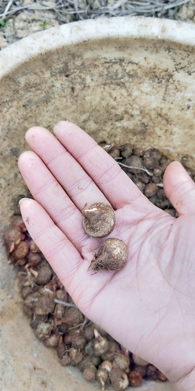 湖南野生麻皮半夏种球，可代办，代收，量大从优