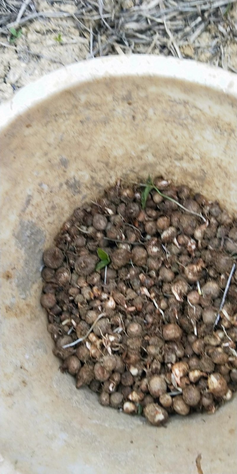 湖南野生麻皮半夏种球，可代办，代收，量大从优