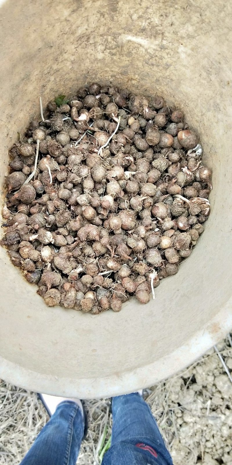 湖南野生麻皮半夏种球，可代办，代收，量大从优