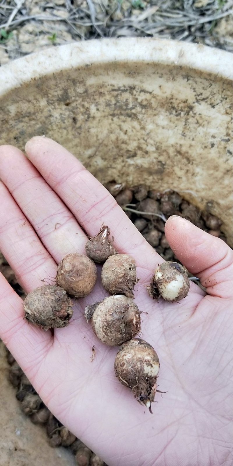 湖南野生麻皮半夏种球，可代办，代收，量大从优